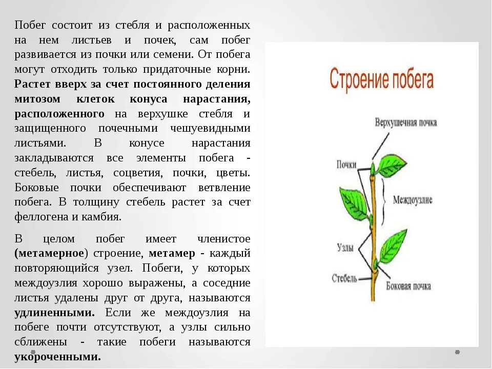 Лист и стебель биология 6 класс. Лист и стебель биология 6 класс