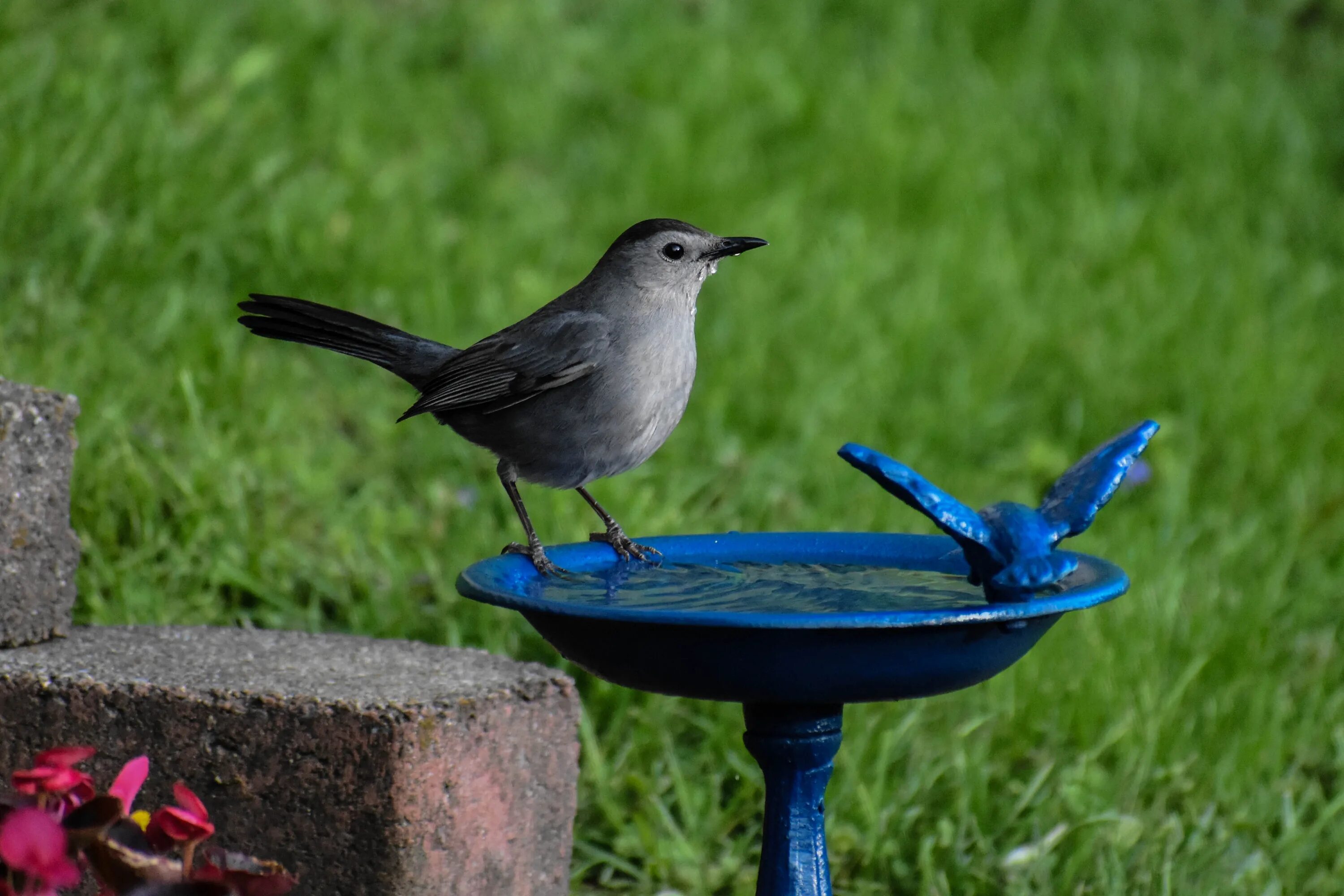 Catbird птица. Серая птичка на китайском. Птицы пьют воду. Птичка на серой поверхности.