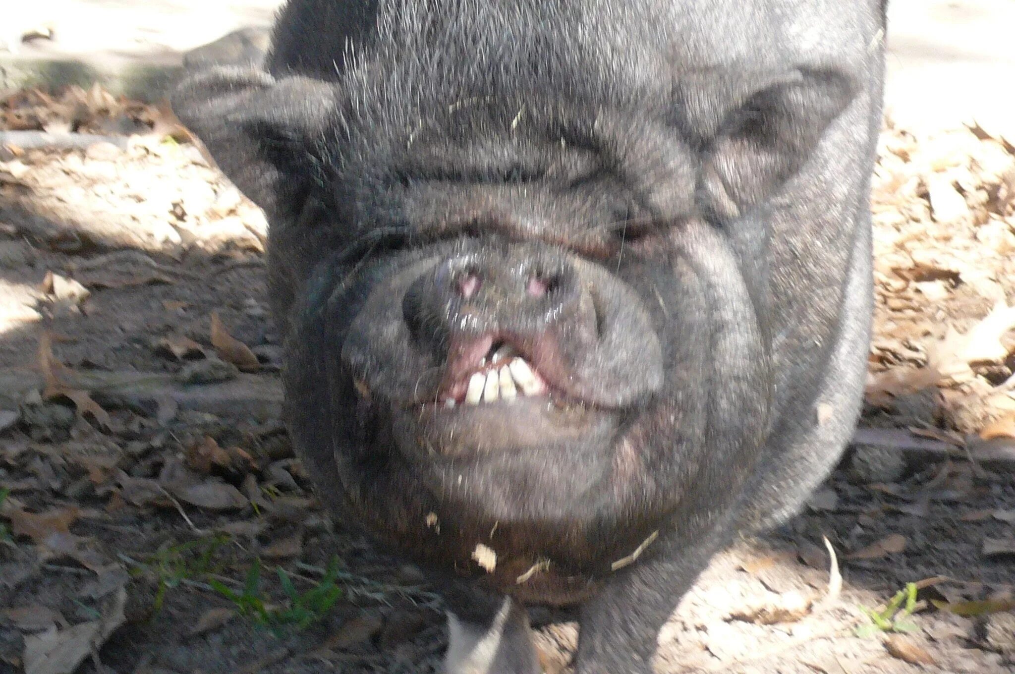 Зубы кабана. Зубы кабана. Зубы кабана. Зубы кабана. Клыки секача секач кабан.