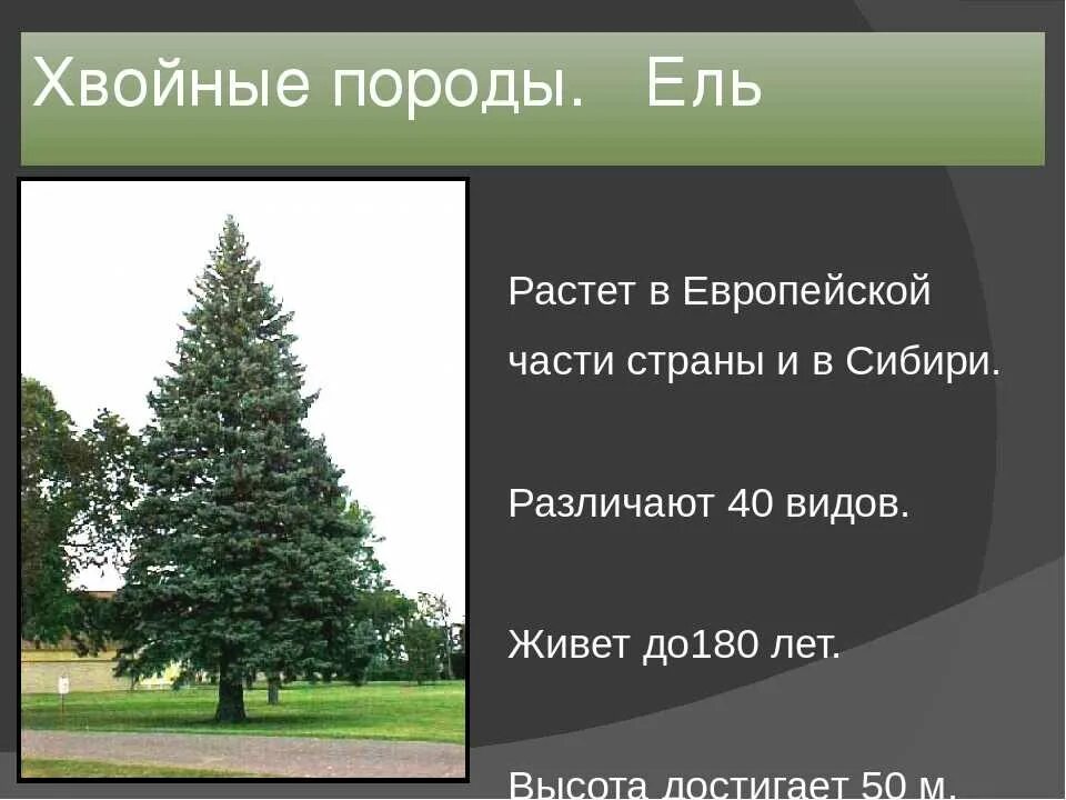 Как быстро растет елка. Как быстро растет елка