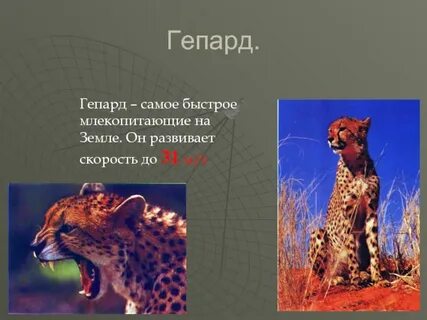 Какое млекопитающее быстрее на земле