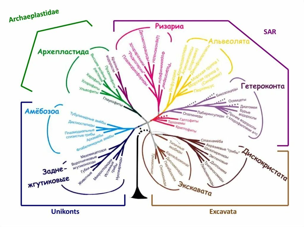 Филогегенетическое Древо. Филогенетическое дерево эукариот. Филогенетическое дерево (эволюционное дерево). Систематика эукариот схема. Схема эволюционного древа