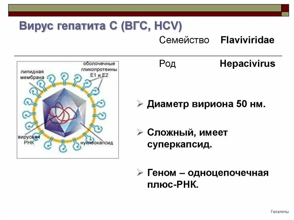 Плюс рнк вирусы. Суперкапсид имеют вирусы. Вирус гепатита c. Вирус гепатита в презентация. Вирус гепатита а семейство.