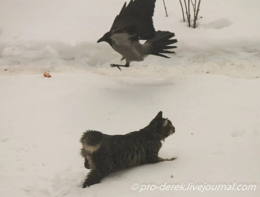 Гонять ворон. Кот и ворон. Кот и ворона на балконе. Ярославль ворона и кот. Кот и ворона на дереве.