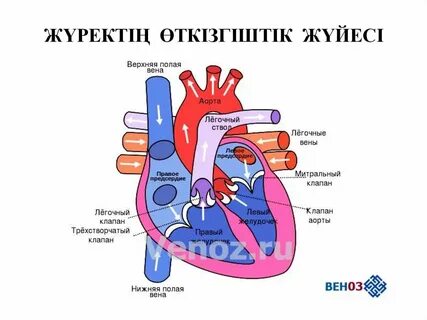 Нижняя полая вена клапан