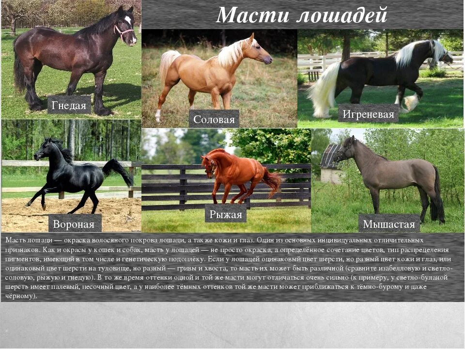 Какие названия у лошадей