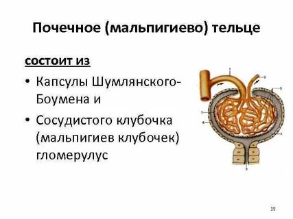 Сосудистый клубочек