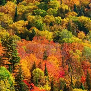 Краски природы это