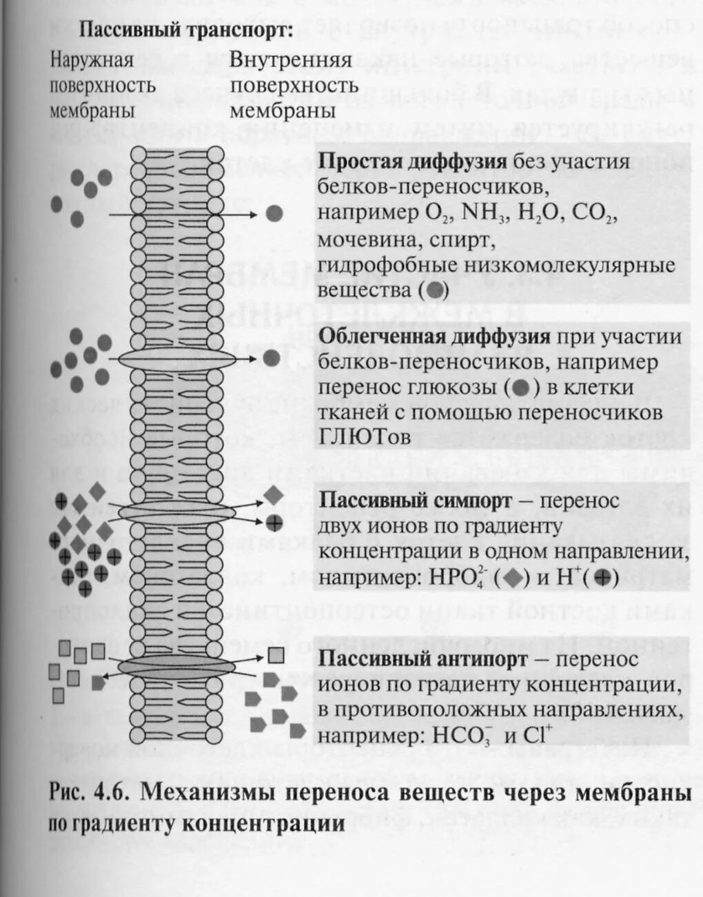 Пассивный транспорт веществ простая и облегченная диффузия. Активный и пассивный транспорт веществ через мембрану клетки. Пассивный транспорт ионов через клеточную мембрану. Пассивный и активный транспорт веществ через мембранные структуры. Диффузный путь