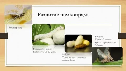 Тип членистоногие вид тутовый шелкопряд