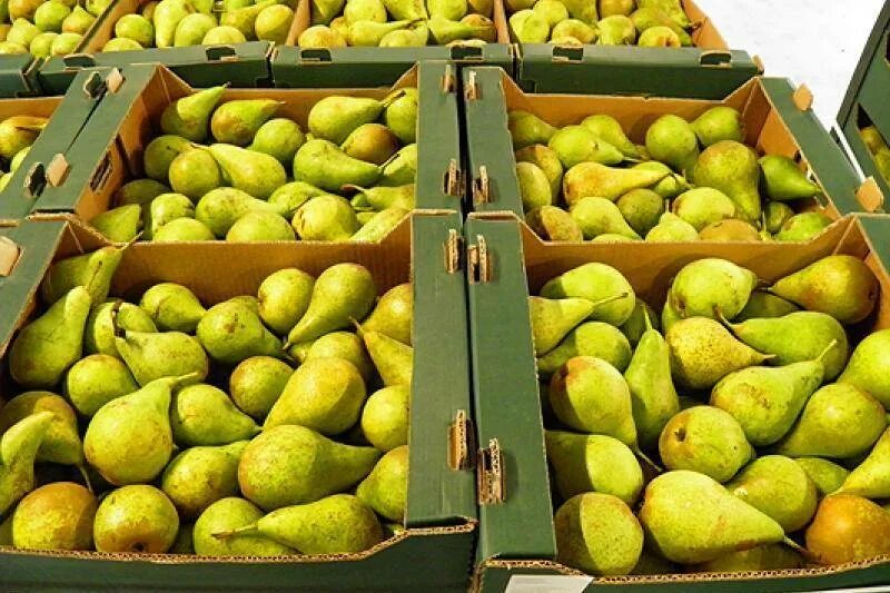 теплолюбивые фрукты. летние фрукты. разные фрукты. картинки фруктов. фрукты персик нектарин.