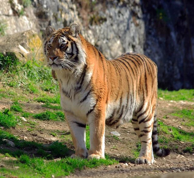 Амурский тигр в горах. Внешний вид Амурского тигра. Амурский тигр вес взрослого. Внешнее Амурский тигр. Внешний вид тигров