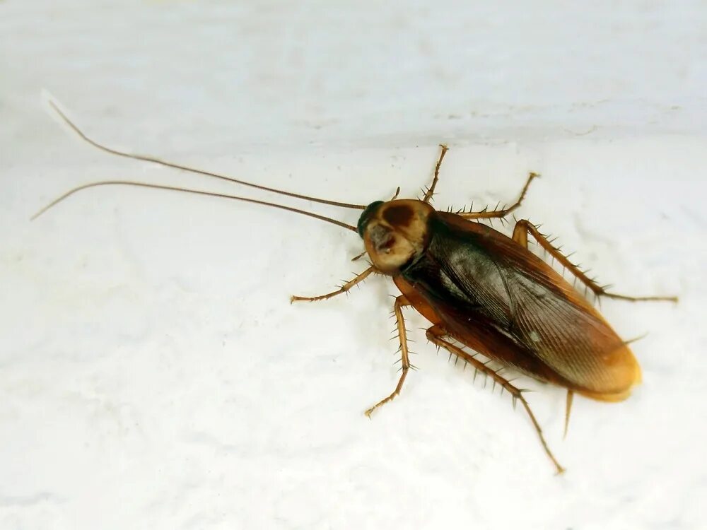 таракан. мебельный таракан. таракан с усами. усатый таракан. жук прусак рыжий.