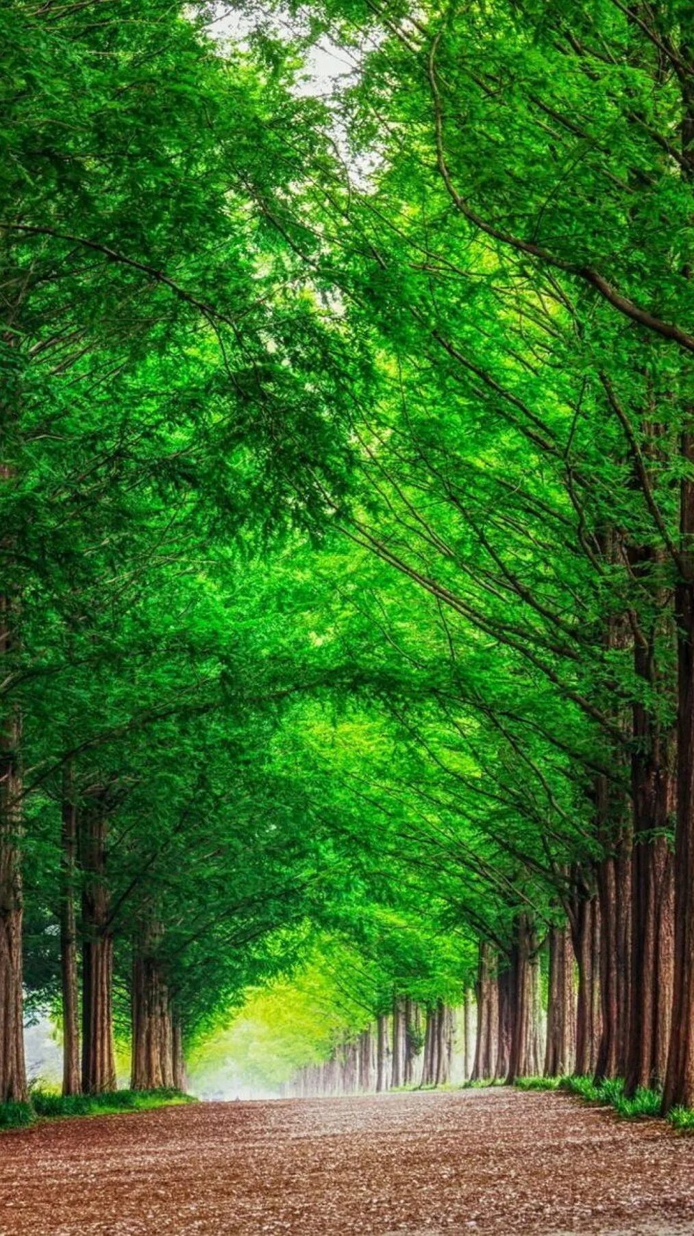 Природа деревья. Красивый лес. Красивые леса. Зеленый лес.