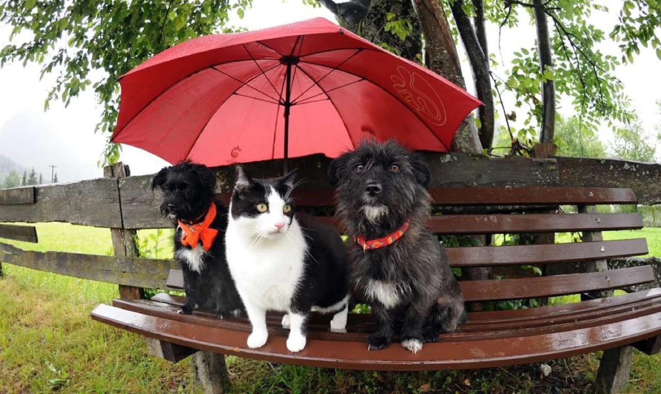 Rain animals. Животные под зонтиком. Кот под зонтом. Кошка с зонтиком. Коты под зонтом.