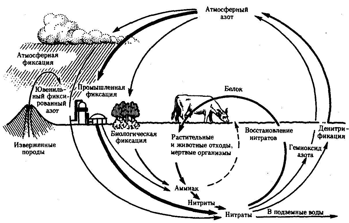 Круговорот биогенных элементов в биосфере схема. Круговорот биогенных элементов в природе. Схема биогенной миграции атомов. Закон биогенной миграции атомов в.и Вернадского. Фф круговорот