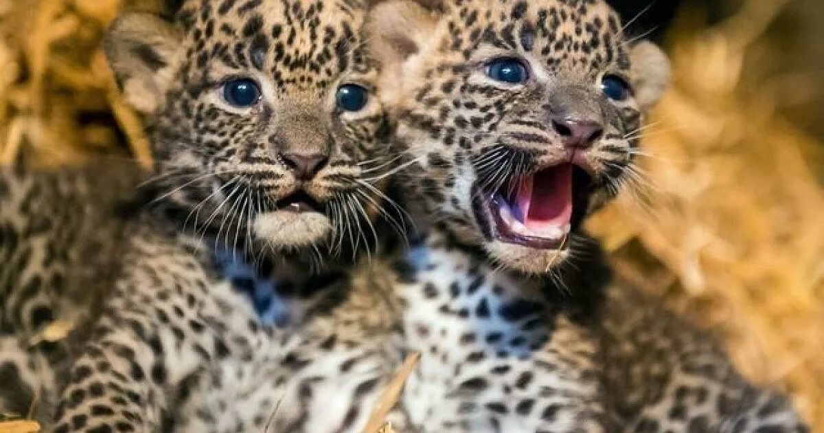 Друзья леопардов. Зоопарк владивосток. Приморский зоопарк. Леопард в зоопарке. Друзья леопардов.