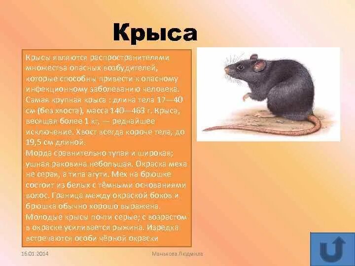 Сколько лет крысе. Сколько лет крысе