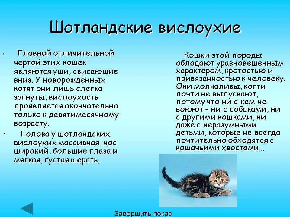 Сообщение кошачье