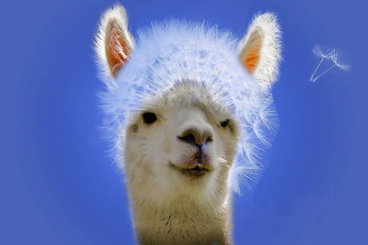 Llama2