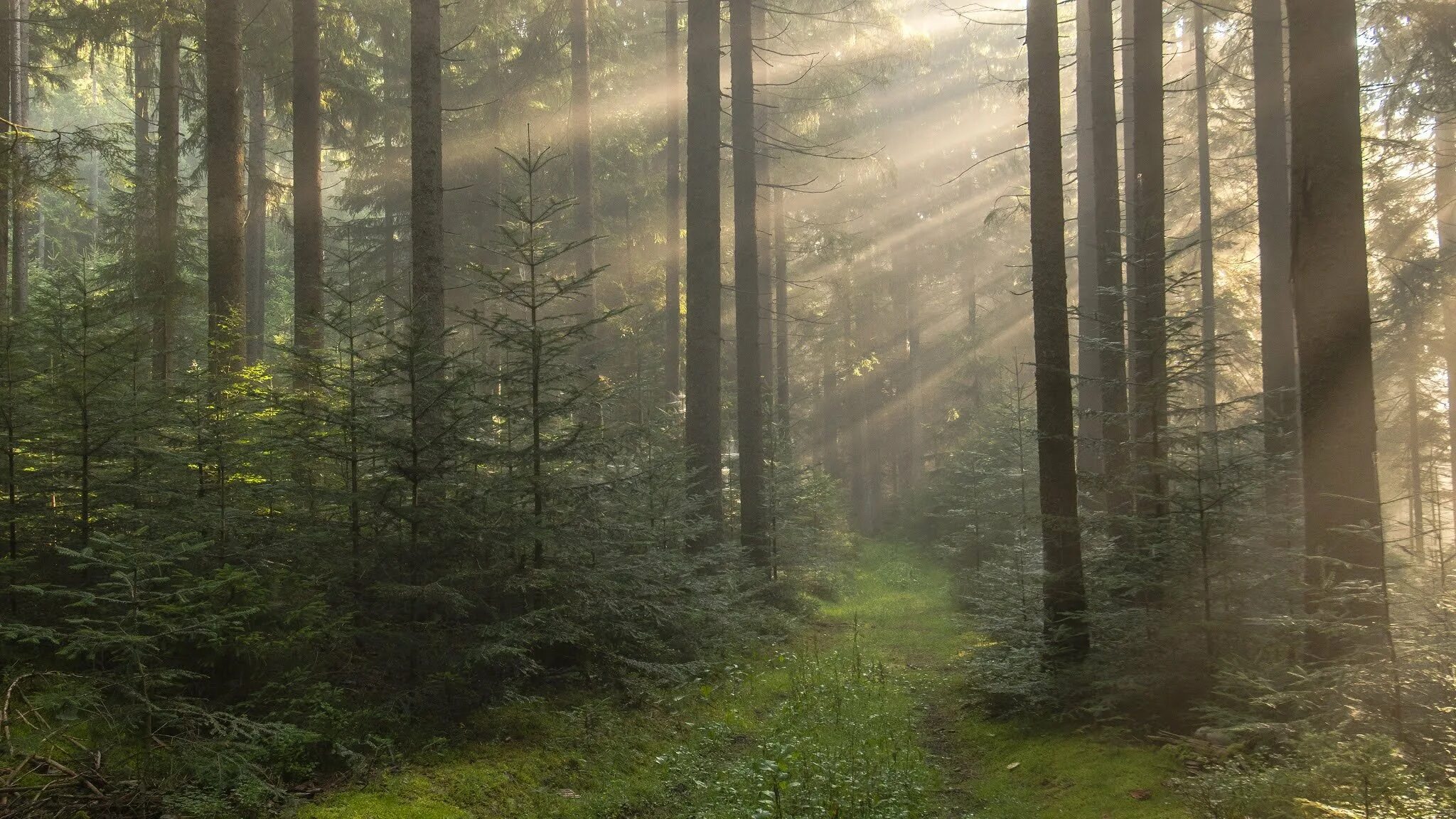 Дремучий Сосновый Бор. HDRI туманный лес. Лес в тумане. Еловый лес. Густой подрост