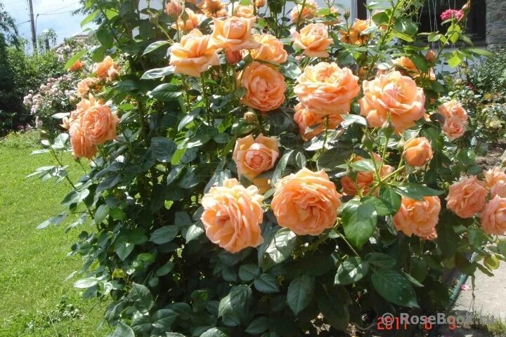 Леди оф Шалот (Английские розы) - "Розы Нью-Джерси"