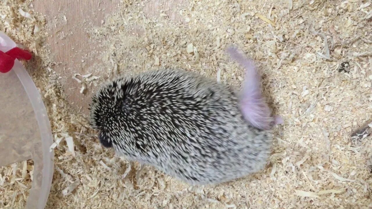 Ежика расчесывают. Ежик африканский чешется. Ежика чешут. Ежика чешут. Гладит ежа.