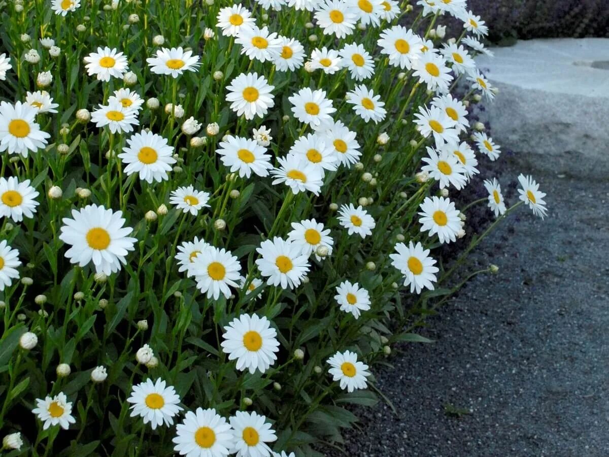 Нивяник superbum ‘becky’. Нивяник. Ромашка нивяник многолетняя. Нивяник обыкновенный. Нивяник аляска.