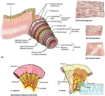 Фолликулы подвздошной кишки