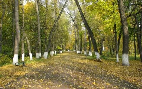 Выкса фото парка