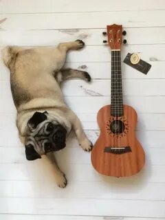 Укулеле кот