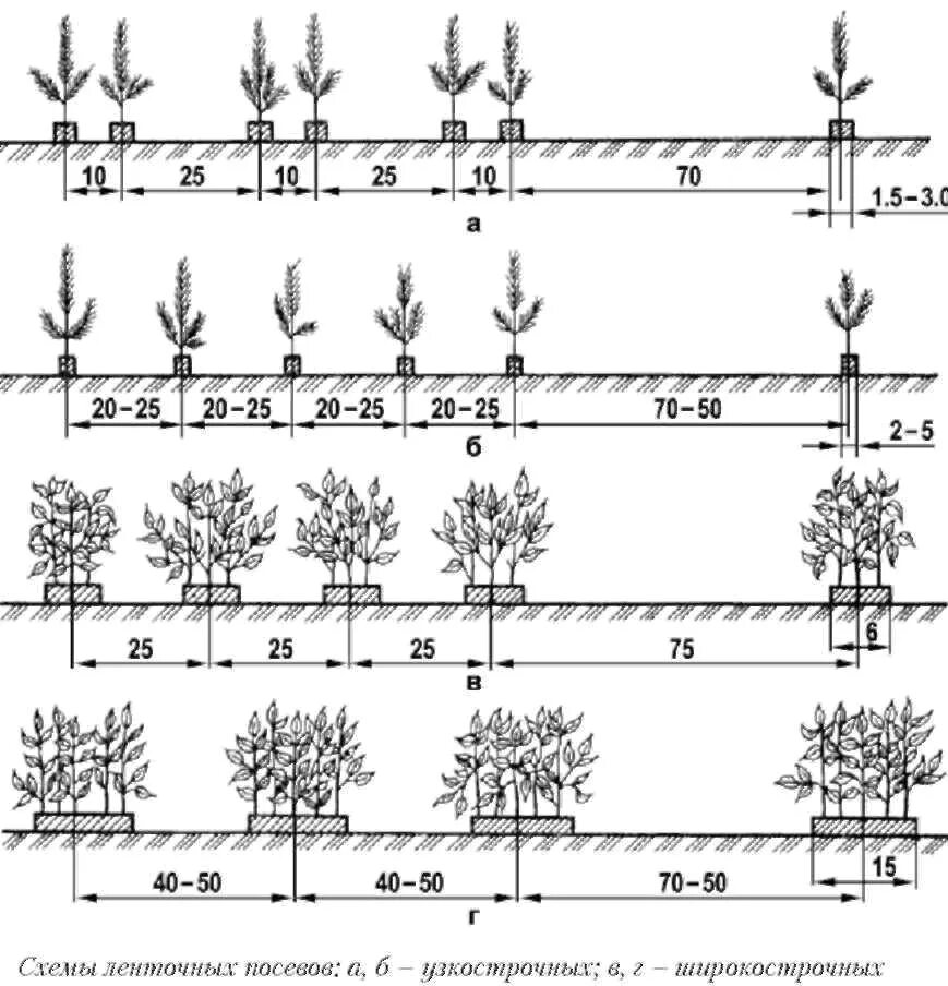 Схема посадки мм-106. Схема посадки косточковых деревьев. Схемы ленточных посевов. Схема посева 40-40-70. Расстояние хвойная