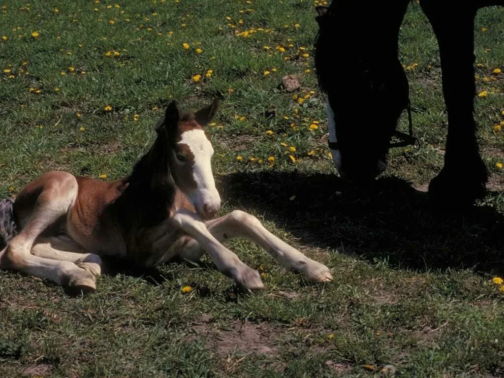 Blocking the horse. Новорожденные жеребята. Новорожденный жеребенок. Лошадь и новорожденный жеребенок. Новорожденный рыжий жеребенок.