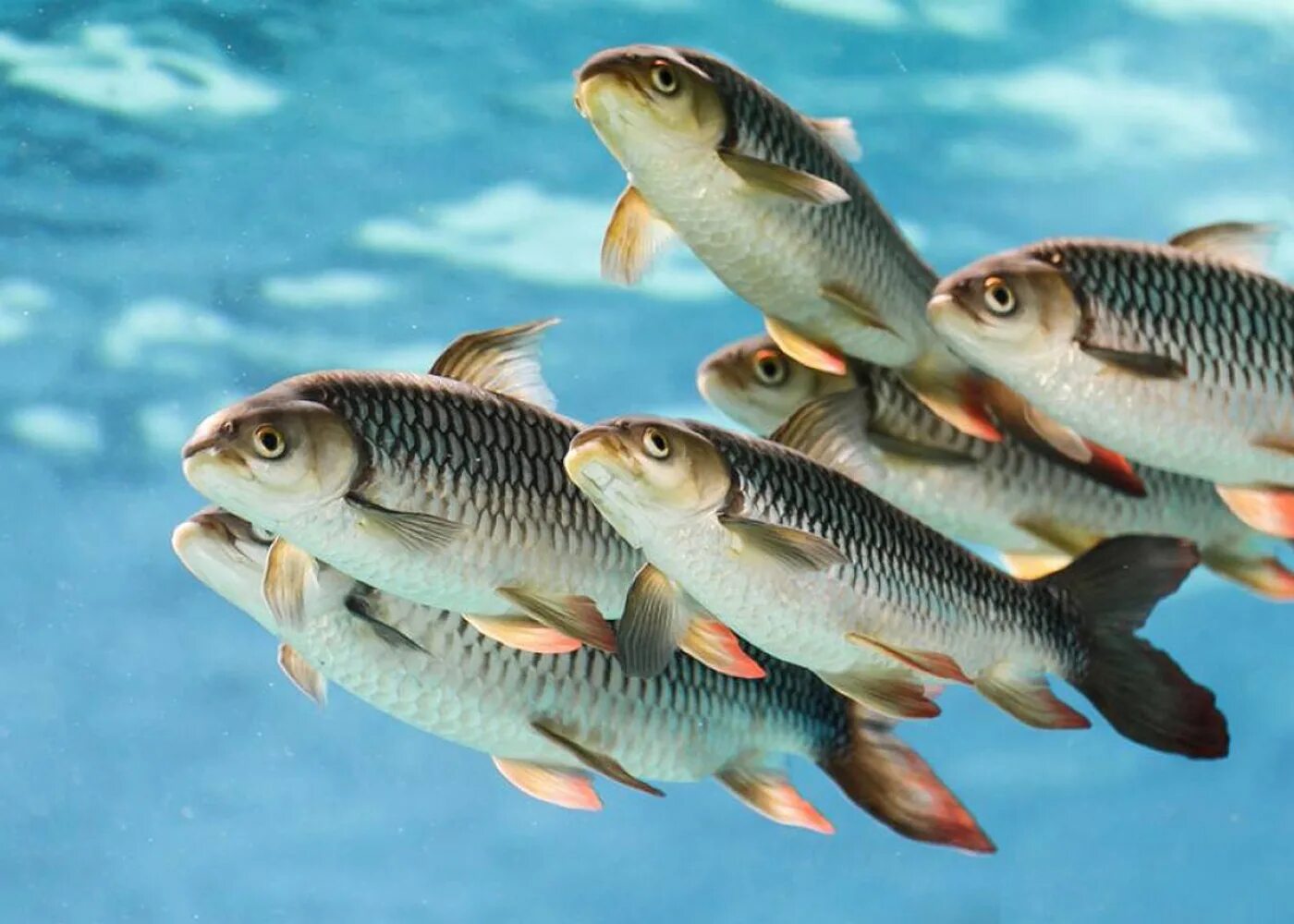карп кои рыбоводство. аквакультура лосось. породы разводимых рыб. породы разводимых рыб. декоративный карп для пруда.
