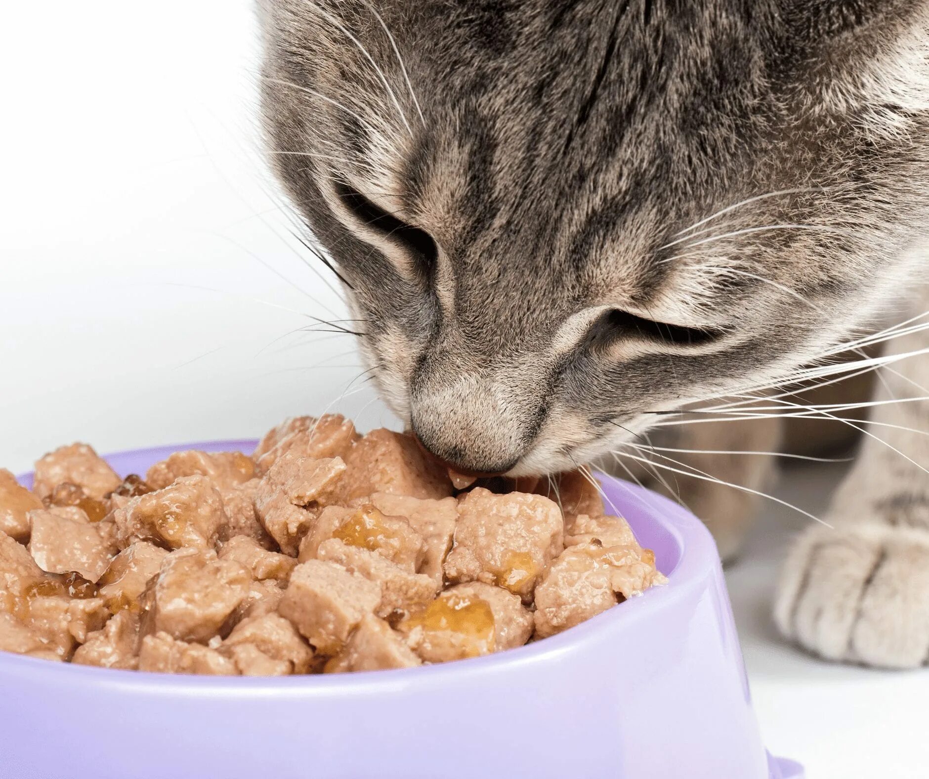 Корм для кошек. Кошка кушает. Еда для котов. Котик с едой.