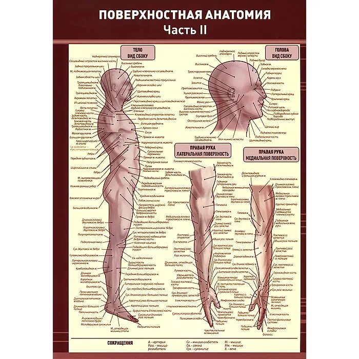 Анатомия человека пособия. Анатомия человека. Анатомические плакаты. Плакат анатомия человека. Тело человека анатомия.