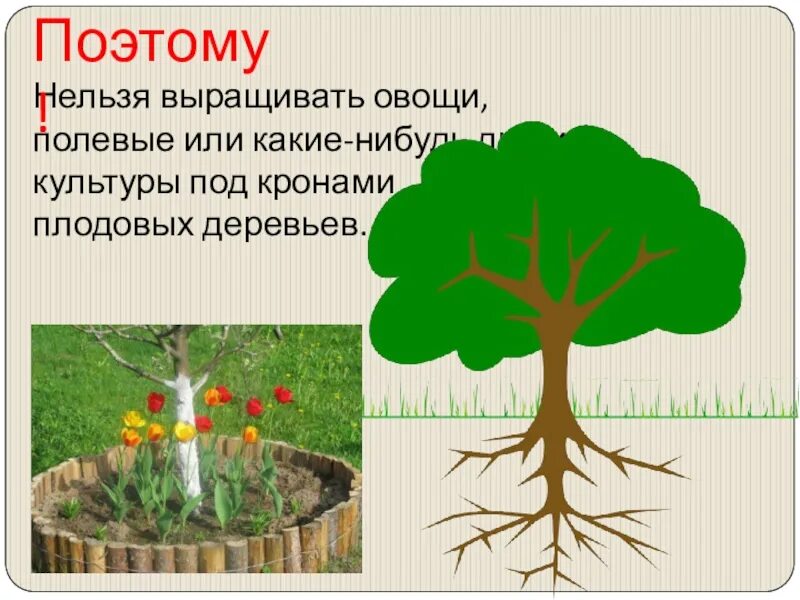 Почему нельзя выращивать овощи под кронами плодовых деревьев. Почему нельзя выращивать овощи под корнями плодовых деревьев. Без чего невозможно вырастить урожай. Под кронами деревьев. Почему нельзя растить