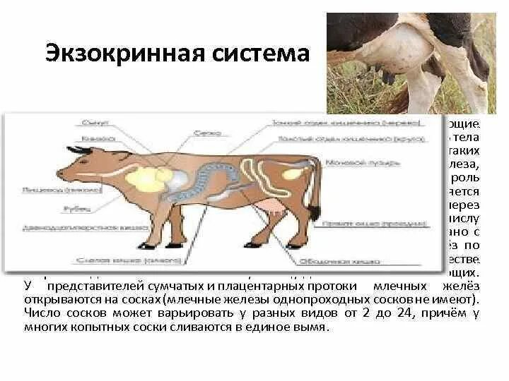 Млечные железы функции. Млечные железы сумчатых млекопитающих. Млечные железы у животных. Млечные железы плацентарных. Внешняя секреция животных.