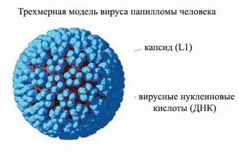 Лечение вируса папилломы