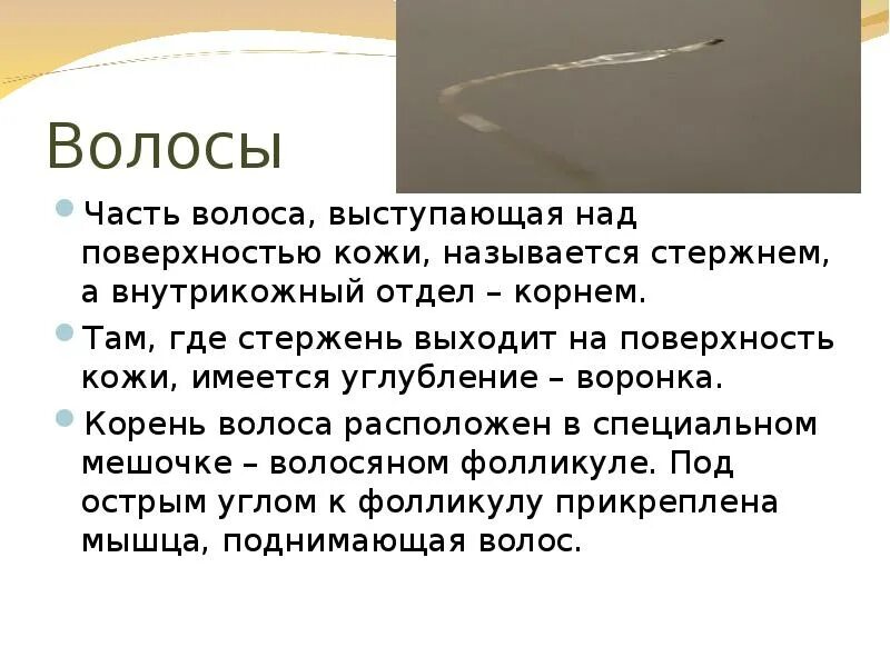 Часть волоса выступающая над поверхностью кожи называется. Стержни находятся над поверхностью кожи. Часть волоса, располагающаяся над кожей, называется. Свободная часть волоса выступающая над кожей.