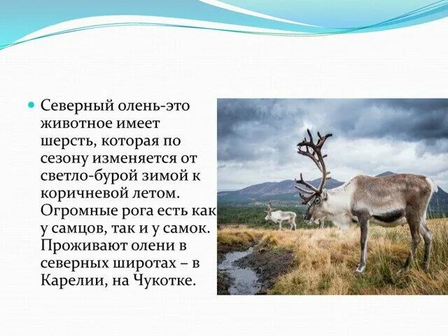 Северное животное из красной книги. Северный олень из красной книги. Животные красной книги севера. Олень северный лесной сибирский – rangifer tarandus angustifrons. Северный олень из красной книги.