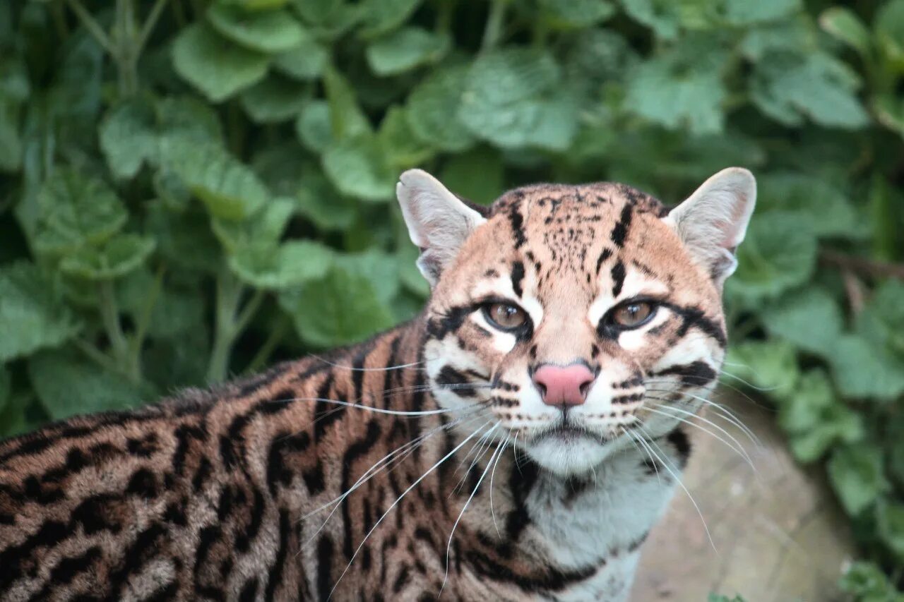 Elleo рысь. Оцелот кошка. Оцелот когти. Оцелот эстетика. Туалетная вода salvador dali la belle et l'ocelot.