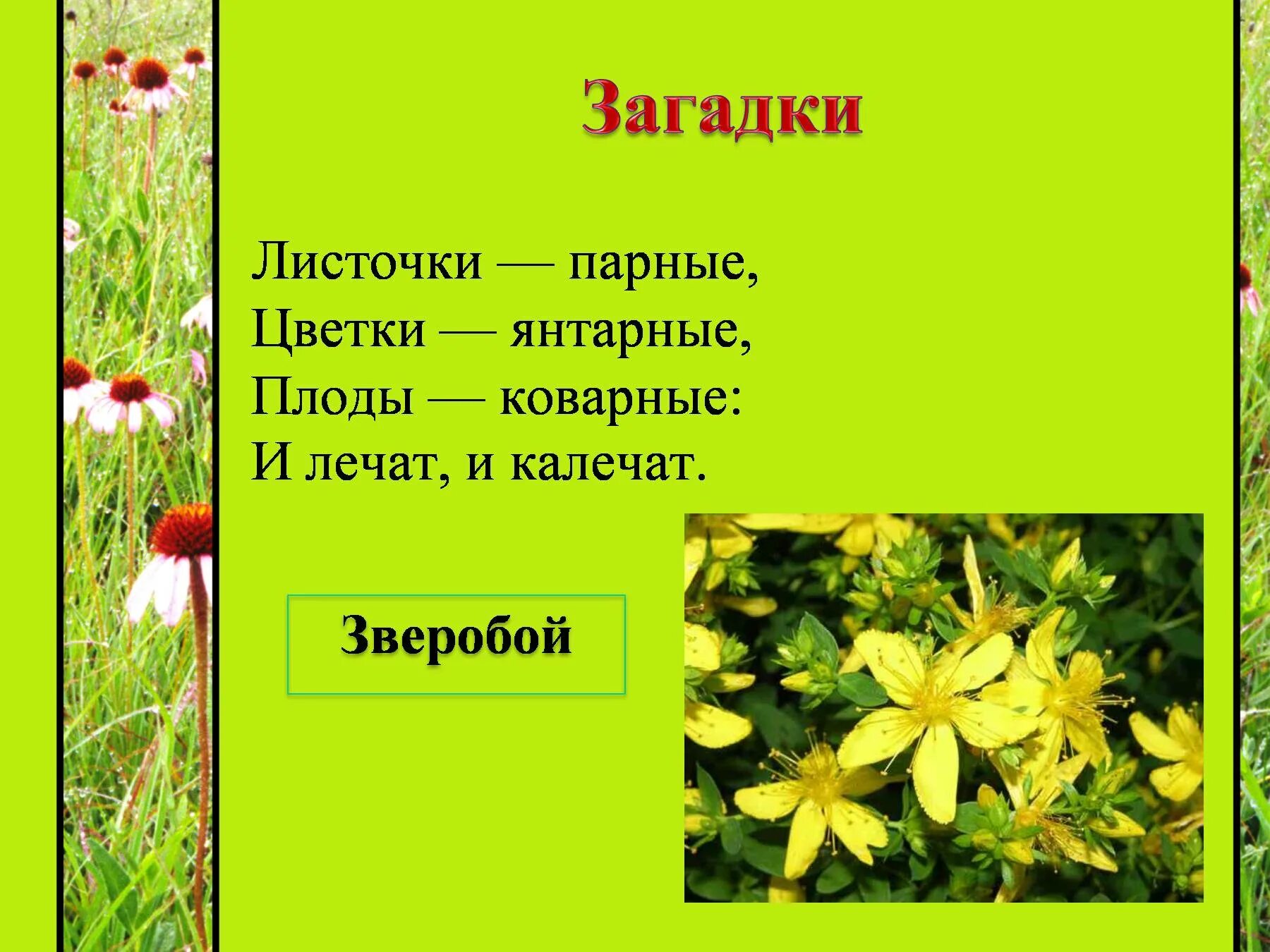 Загадки про растения. Загадки про растения с ответами. Загадки про растения с ответами. Загадка на тему растения. Загадки на тему растения.