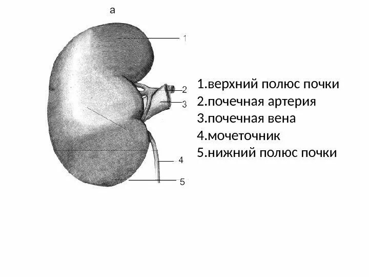 Строение почки полюсы. Полюса почки анатомия. Строение почки верхний полюс. Верхний полюс левой почки анатомия. Укажите края почки