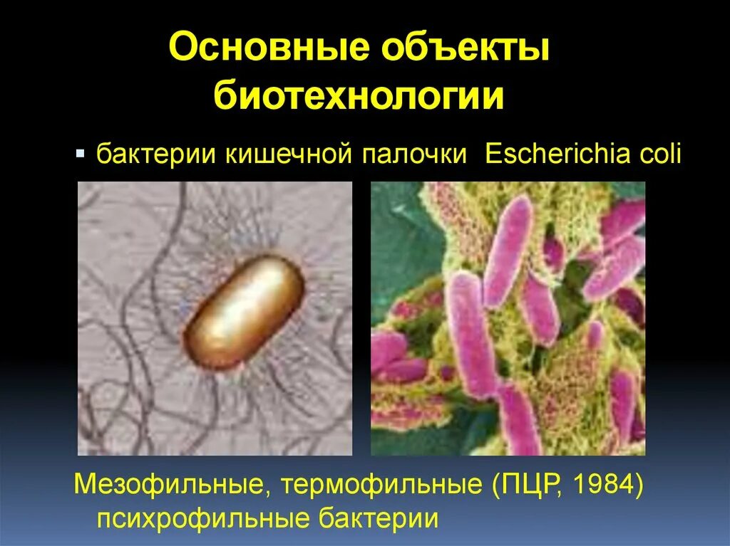 Микроорганизмы используемые в биотехнологии. Объекты биотехнологии. Бактерии в биотехнологии. Объекты биотехнологии — микроорганизмы. Основные объекты биотехнологии.