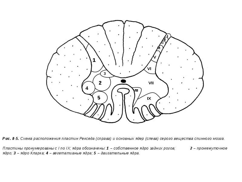 Пластина мозга. Ядра серого вещества спинного мозга. Серое вещество спинного мозга схема. Ядра серого вещества спинного мозга схема. Грудное ядро спинного мозга.