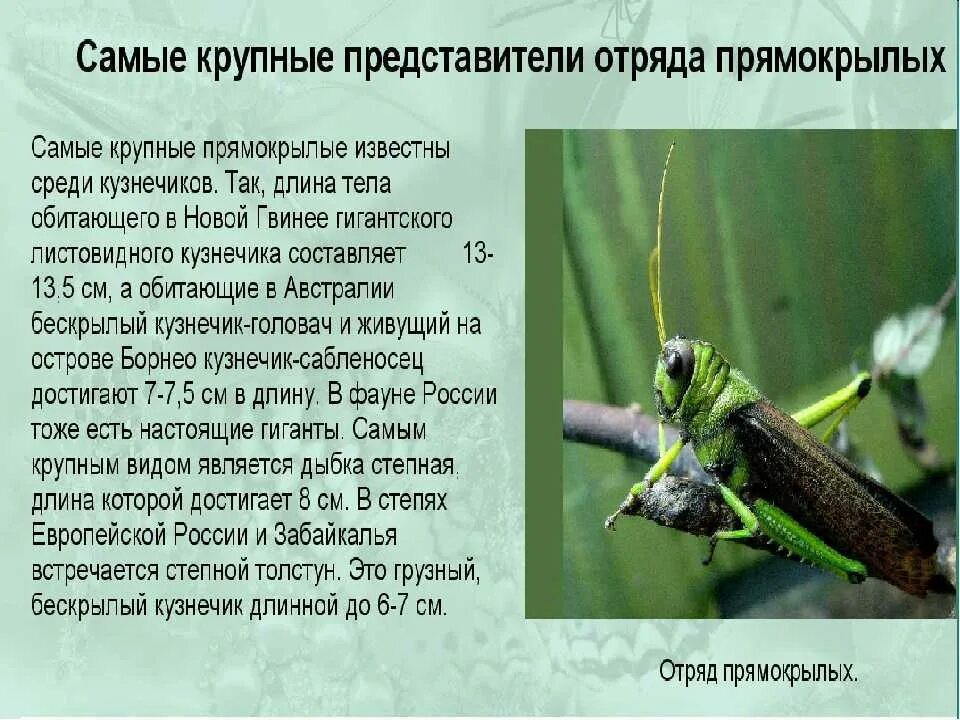 Сколько крыльев у прямокрылых. Отряд прямокрылые саранча презентация. отряд прямокрылых насекомых общая характеристика. прямокрылые насекомые доклад. представители отряда прямокрылых насекомых.