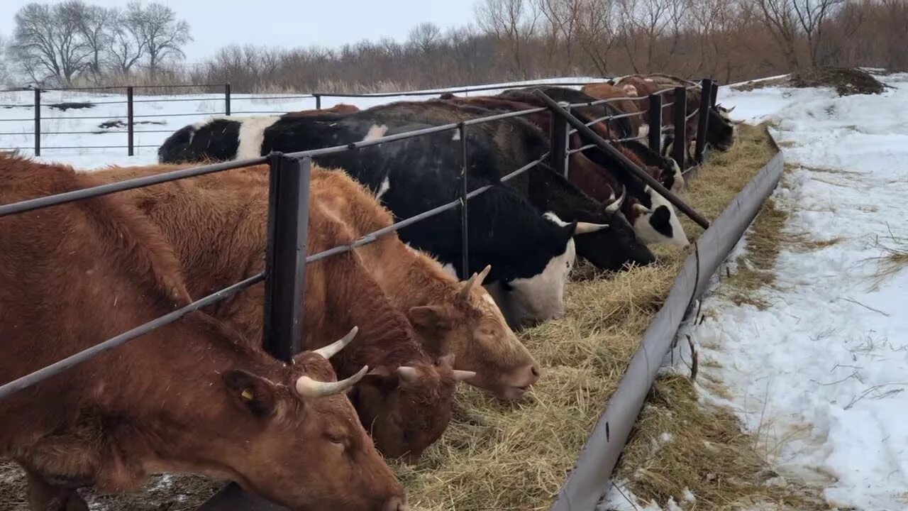 Содержание коровы зимой. Крс зимой. откорм крс зимой. кормление крс зимой. теленок на улице зимой.