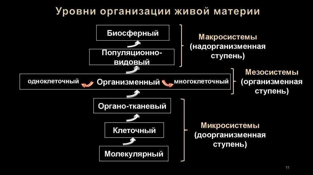 Уровни организации живой материи. Уровни организации материи. Уровни организации живого. Уровни организации живой материи организменный уровень.