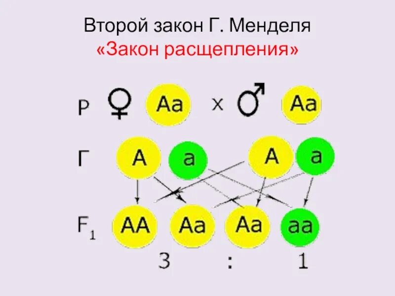 Соотношение расщепления во втором поколении. Схема скрещивания 2 закона Менделя. 2 Закон расщепления Мендель схема. Второй закон Менделя схема скрещивания. Расщепление второго закона Менделя.